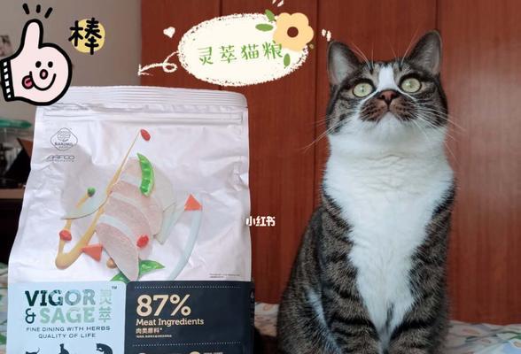 猫咪食成猫粮的时间和注意事项（宠物猫咪的饮食问题）