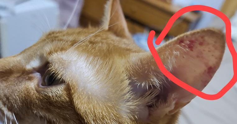 猫咪擦耳朵的时间和方法（宠物主人必知的关于猫咪擦耳朵的小知识）
