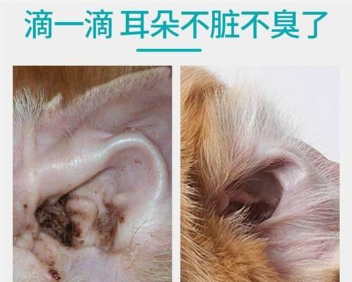 猫咪擦耳朵的时间和方法（宠物主人必知的关于猫咪擦耳朵的小知识）