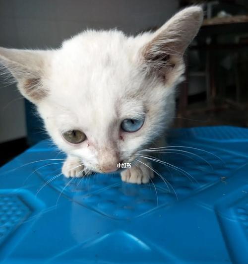 如何训练小猫走路（小猫走路训练指南）
