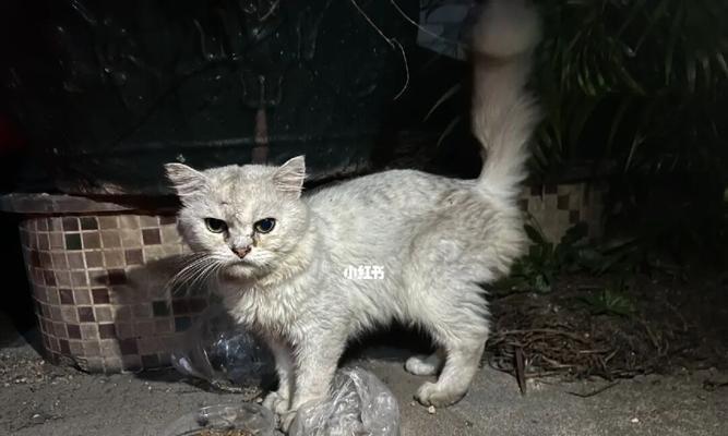 失踪的宠物猫咪，我们该怎么办（突然消失的宠物）