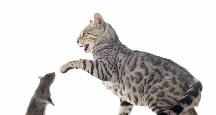 猫咪抓老鼠的年龄和能力分析（宠物猫咪的捕鼠本领和适宜年龄）