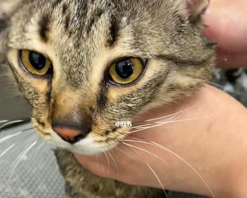 猫咪剪毛的正确时机（掌握猫咪毛发生长周期）