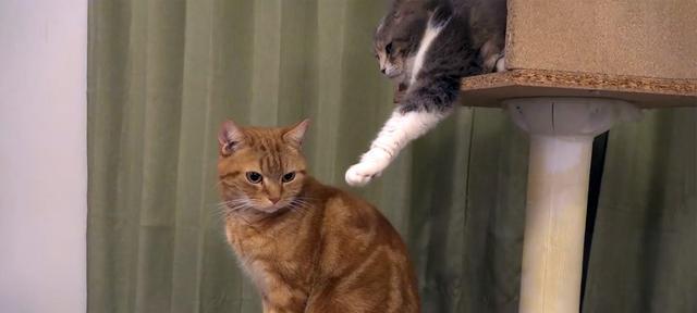 猫咪剪毛的正确时机（掌握猫咪毛发生长周期）
