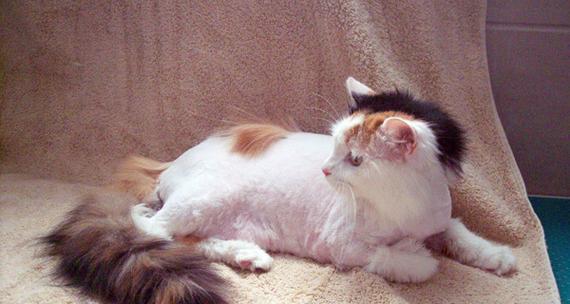 猫咪剪毛的正确时机（掌握猫咪毛发生长周期）