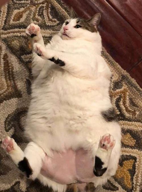 猫咪剃毛，健康与美丽兼得（掌握剃毛技巧）