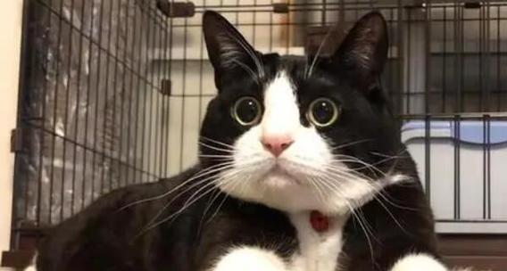 猫咪的成年之路——几岁算成年（从宠物的角度看待猫咪成年的标准）