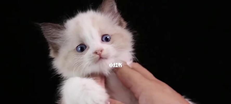 猫咪的成年之路——几岁算成年（从宠物的角度看待猫咪成年的标准）