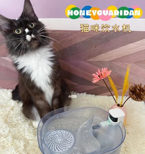 猫咪不喝水易脱水（宠物饮水需要注意的细节）