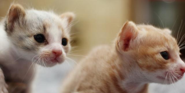猫咪的孤独与表现（如何帮助宠物走出孤独）