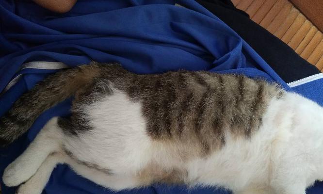 宠物猫咪甲沟炎的治疗方法（全面了解猫咪甲沟炎）