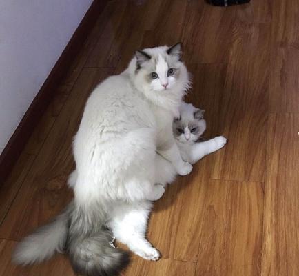 猫咪假怀孕（了解猫咪假怀孕）