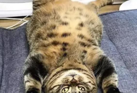 猫咪假怀孕（了解猫咪假怀孕）