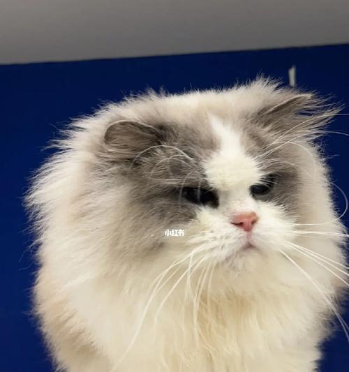 猫咪剪毛，哪里不剪（以宠物为主）