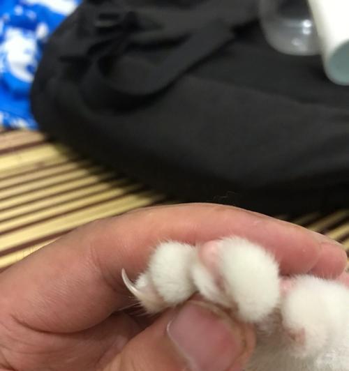 猫咪剪指甲为何惨叫（掌握正确方法）