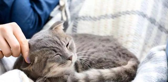 猫咪的抑郁症（以宠物为主的心理健康问题探讨）