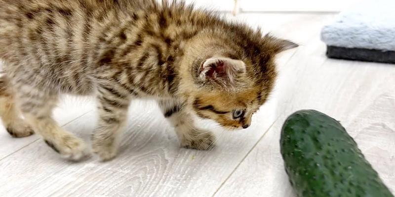 猫咪遇到黄瓜的反应（揭秘宠物心理）