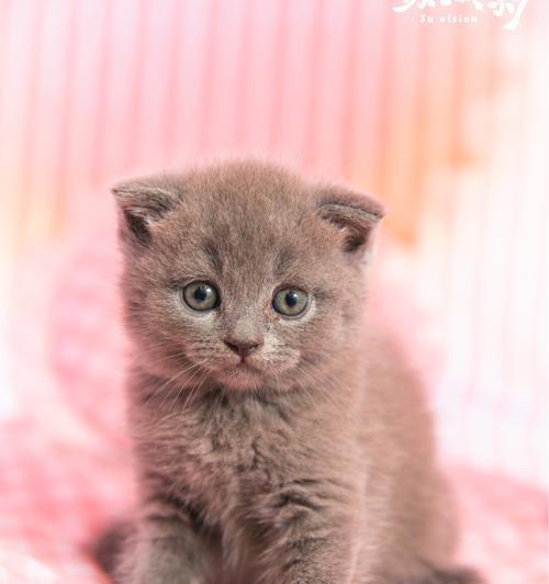 猫咪的好奇心无止境（一只猫咪眼中的世界探索）