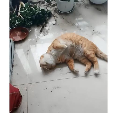 猫咪与我的亲密时刻（每次见到我就打滚）