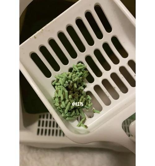 猫咪健康（宠物爱好者必看）