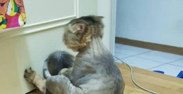 猫咪僵硬了还能活吗（探究猫咪僵硬的原因和如何处理）