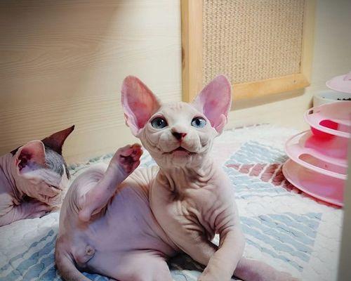 猫咪僵硬了还能活吗（探究猫咪僵硬的原因和如何处理）
