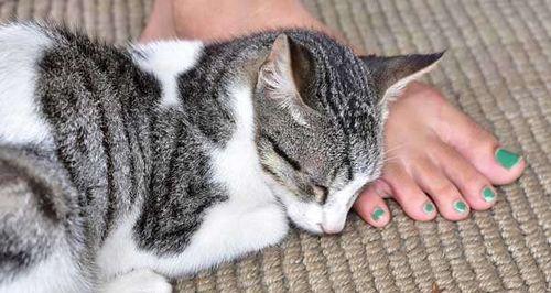 猫咪脚步声的奥秘（探究猫咪脚步声的真正含义）