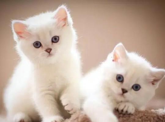 猫咪脚步声的奥秘（探究猫咪脚步声的真正含义）