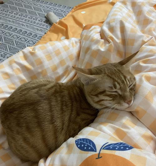 听（探究猫咪脚步声的原因和应对方法）