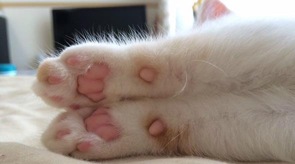 宠物猫咪的脚垫为何会发臭还带血（分析猫咪脚垫发臭原因及防治方法）