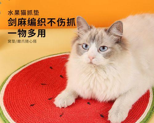 猫咪脚垫破了化脓了，该如何救治（宠物脚垫破裂后的常见疾病及治疗方法）