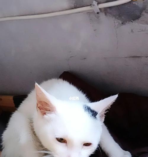 猫咪脚流血，原因和应对方法（让我们一起了解宠物猫咪脚流血的常见原因和如何应对）