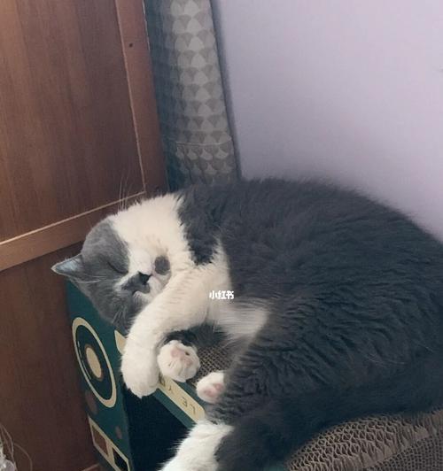 猫咪脚瘸了还能洗澡吗（以宠物为主）