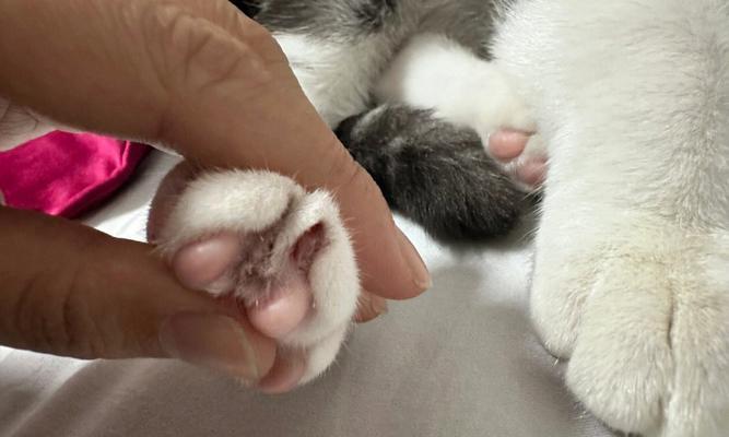 猫咪脚瘸了还能洗澡吗（以宠物为主）