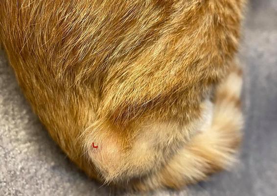 猫咪脚瘸了还能洗澡吗（以宠物为主）