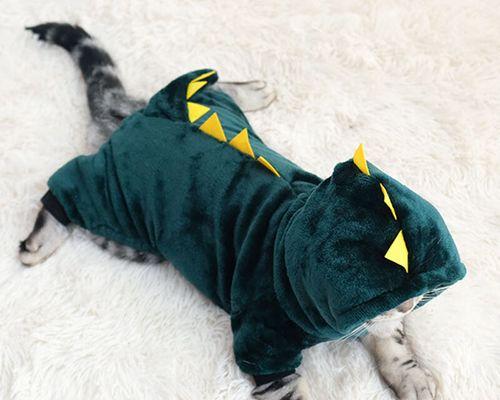 猫咪脚上掉毛怎么办（解决方法）
