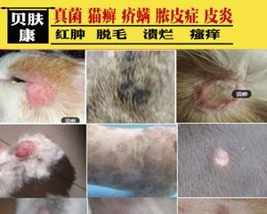 如何治疗猫咪脚上的癣（以宠物为主）