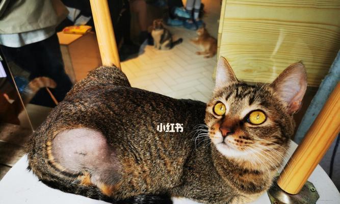 猫咪脚突然肿了，你需要知道的原因和应对方法（常见的猫咪脚肿原因）