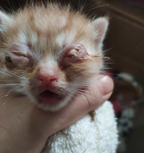 猫咪脚掌长脓包怎么办（宠物养护必备）
