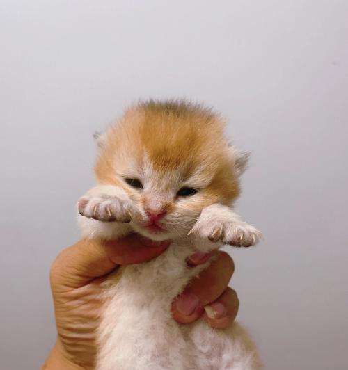 猫咪脚趾变黑的原因和应对方法（探究猫咪脚趾变黑的原因）