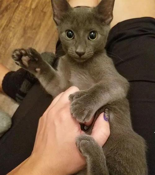 揭秘猫咪脚趾的黑点（了解黑点的成因及影响）