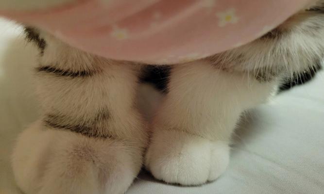 治疗猫咪脚肿的药物与方法（以宠物为主）