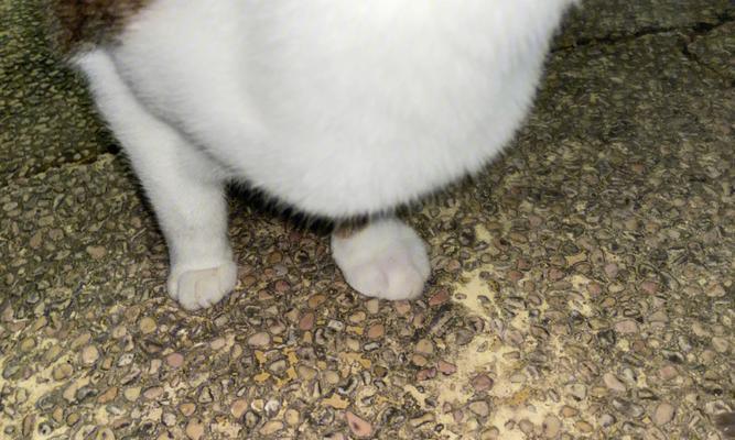 治疗猫咪脚肿的药物与方法（以宠物为主）