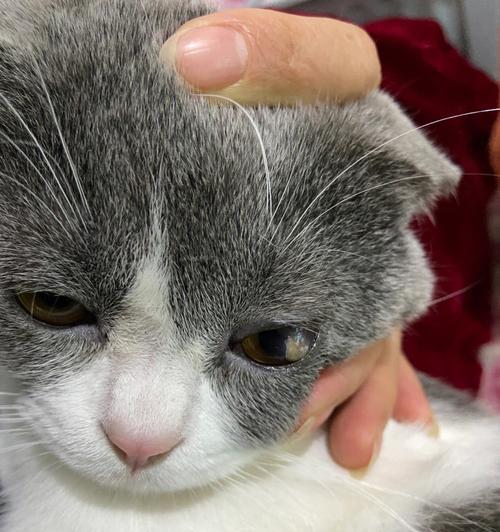 治疗猫咪脚肿的药物与方法（以宠物为主）
