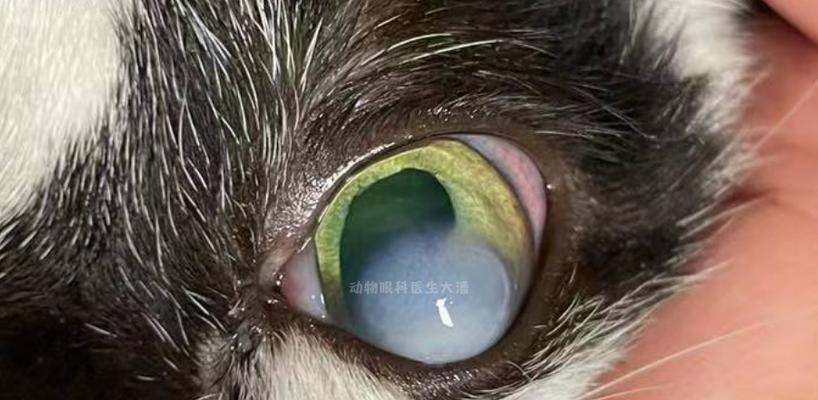 猫咪角膜炎是否需要手术（了解治疗方案和手术风险）