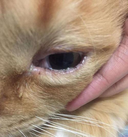 猫咪角膜炎是否需要手术（了解治疗方案和手术风险）