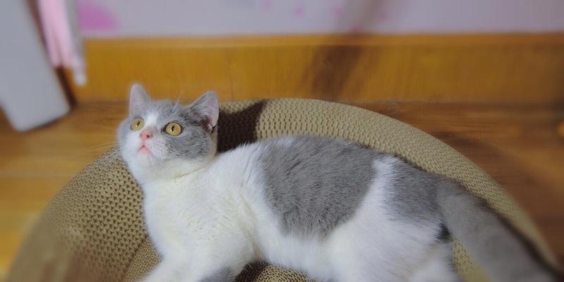 猫咪财喜的含义解析（以宠物为主的财富神话）