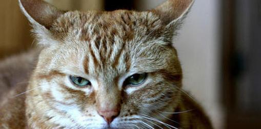 猫咪财喜的含义解析（以宠物为主的财富神话）