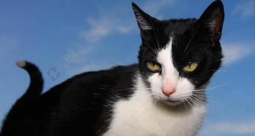 猫咪频繁叫声的原因（猫咪叫声增多）