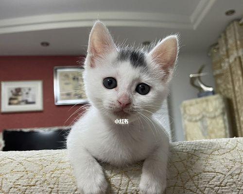 猫咪频繁叫声的原因（猫咪叫声增多）